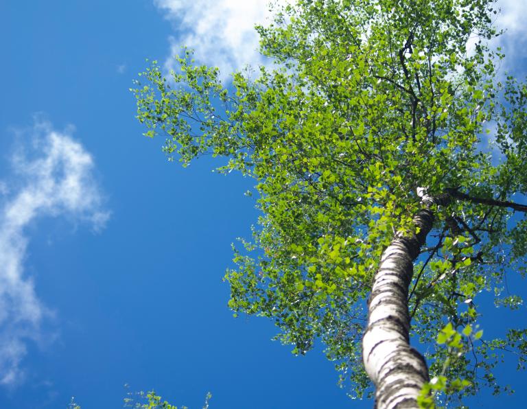 Zezwolenie na wycięcie drzew – co warto wiedzieć? 